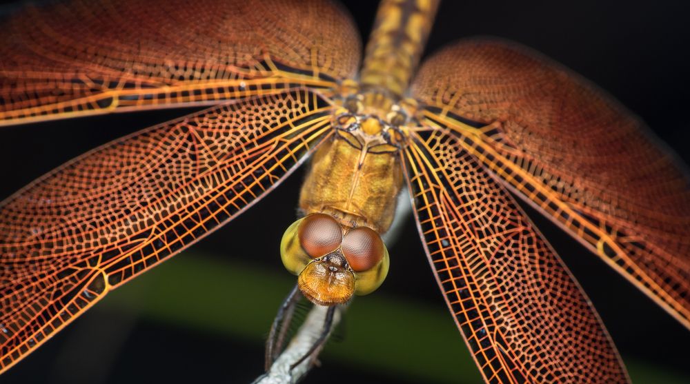 Beautiful Wings of Dragonfly
