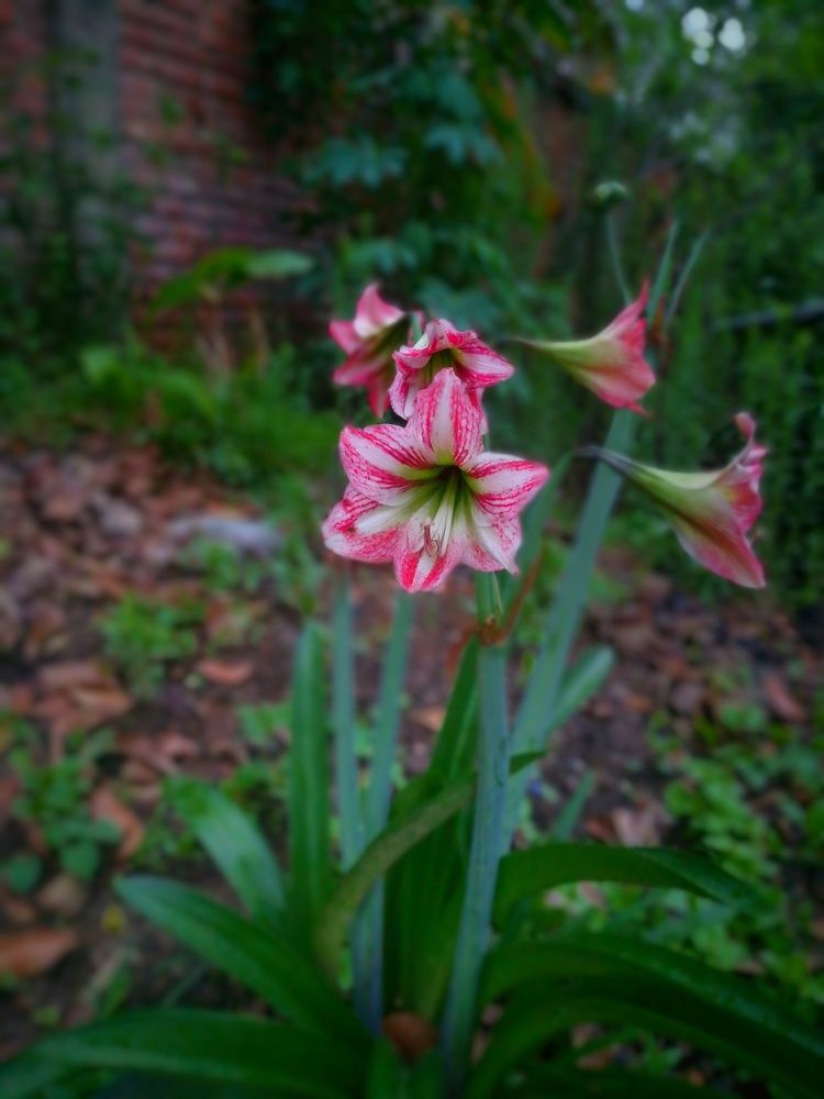 Flowers in my house