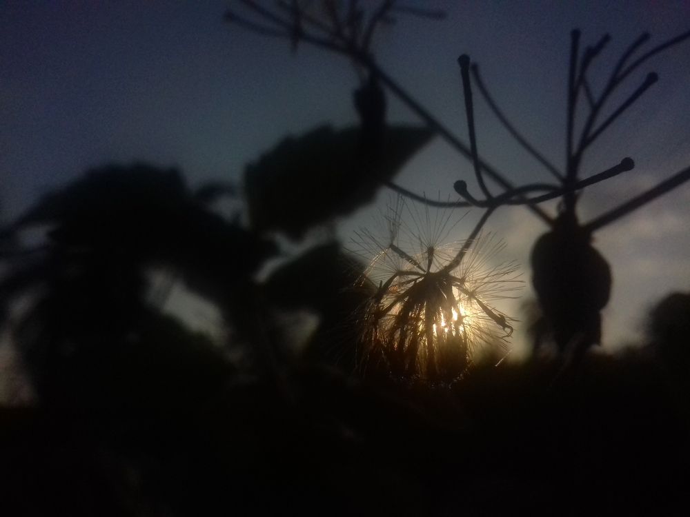 GOODEVENING