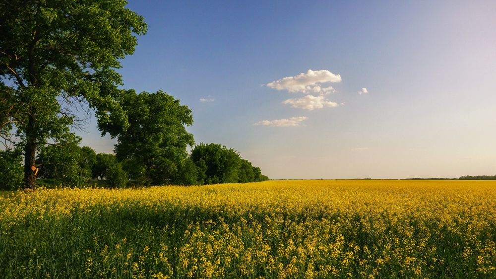 Цветущее поле