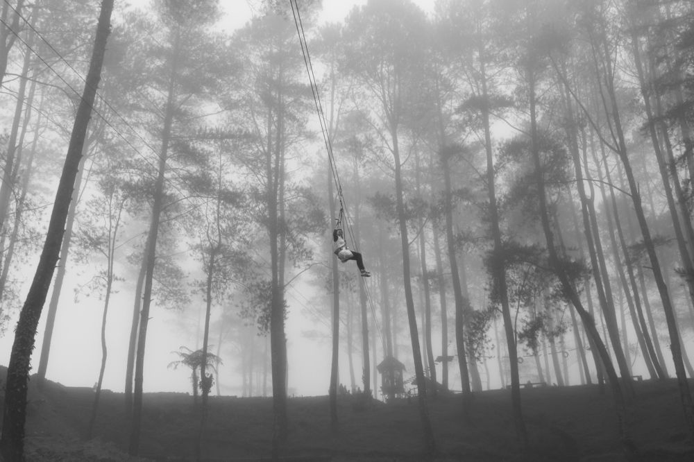 Flying Fox in the middle of the fog