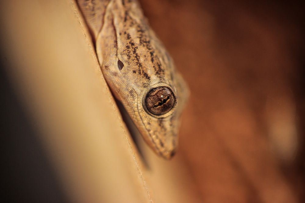 An Eye of a Gecko.