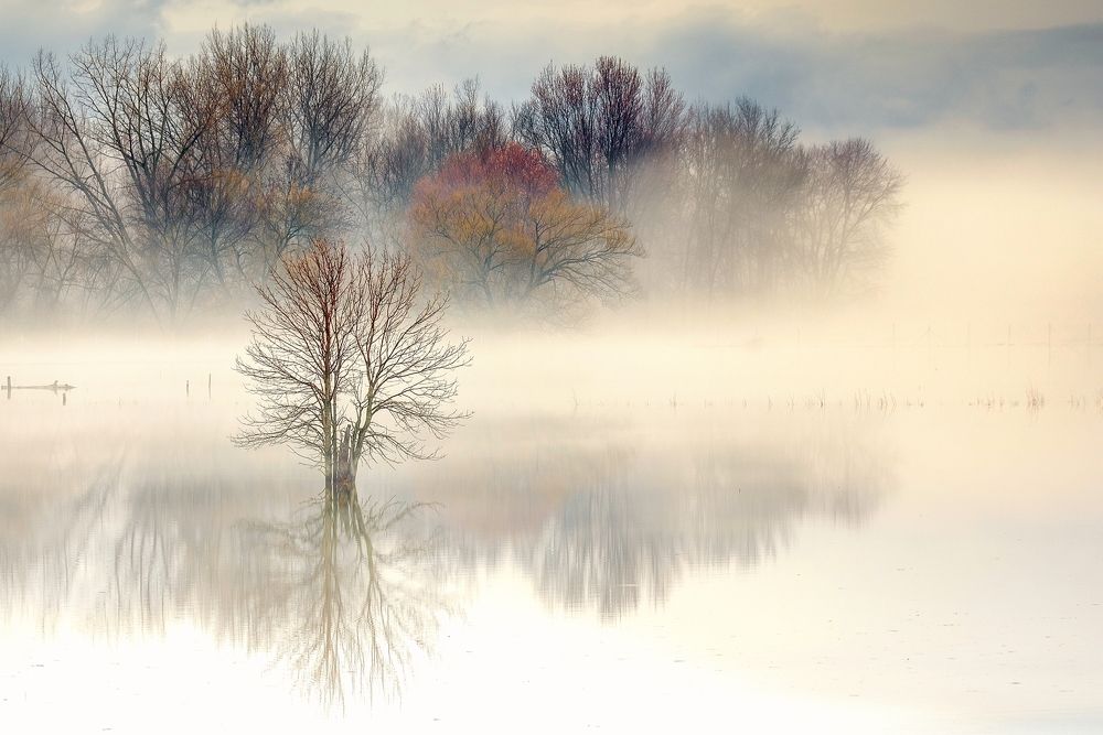 En allant voir les oies