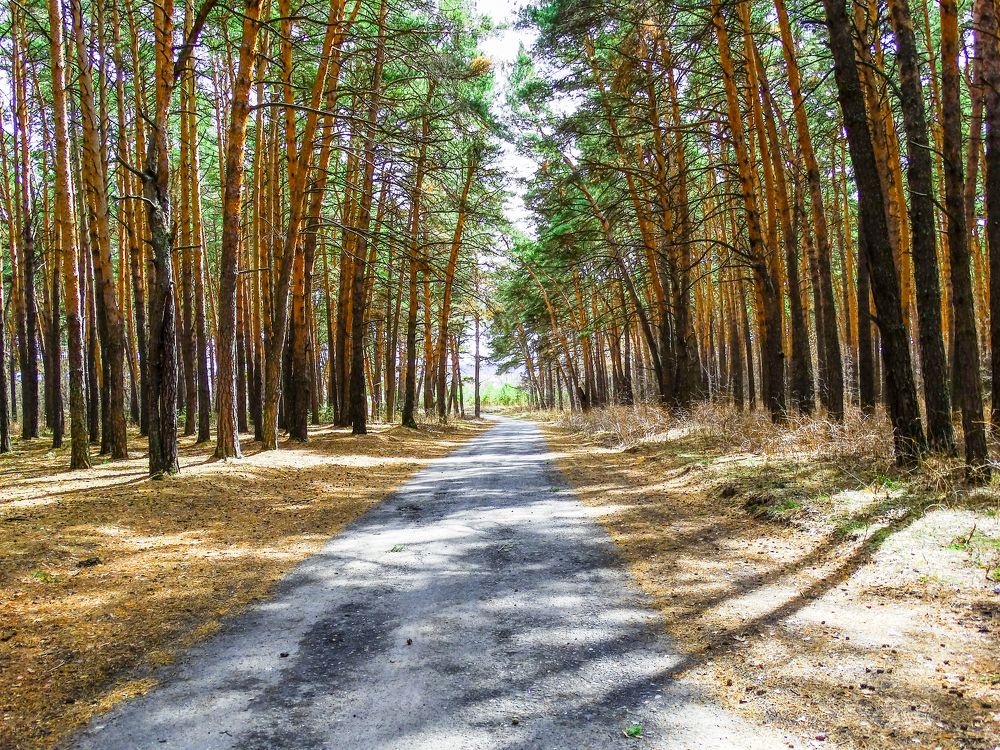 Синицинский бор.