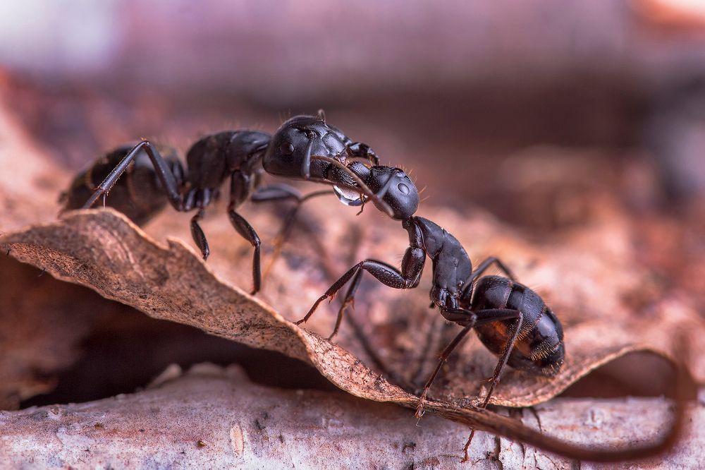 Обмен жидкостью