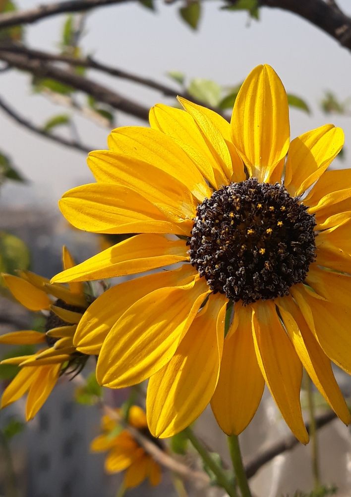 Flower