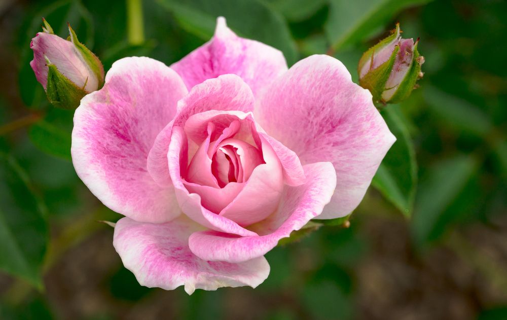 Rose between two buds
