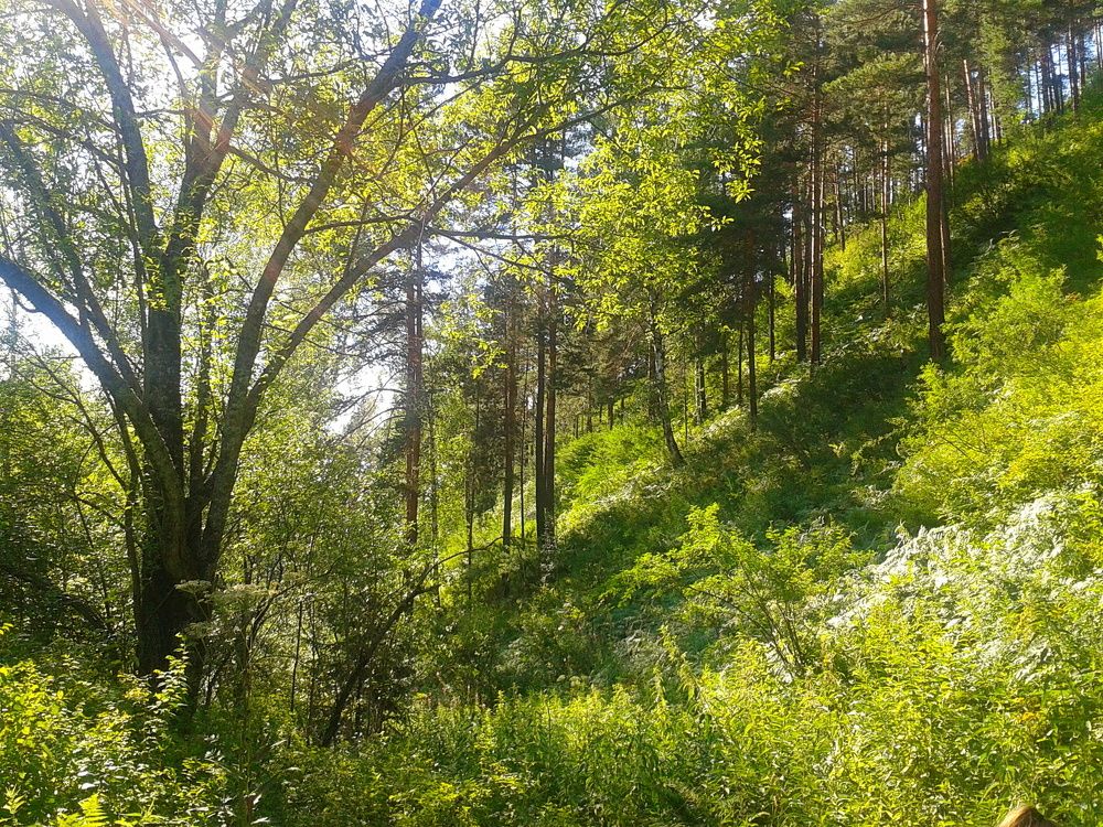 Гора тайга лес