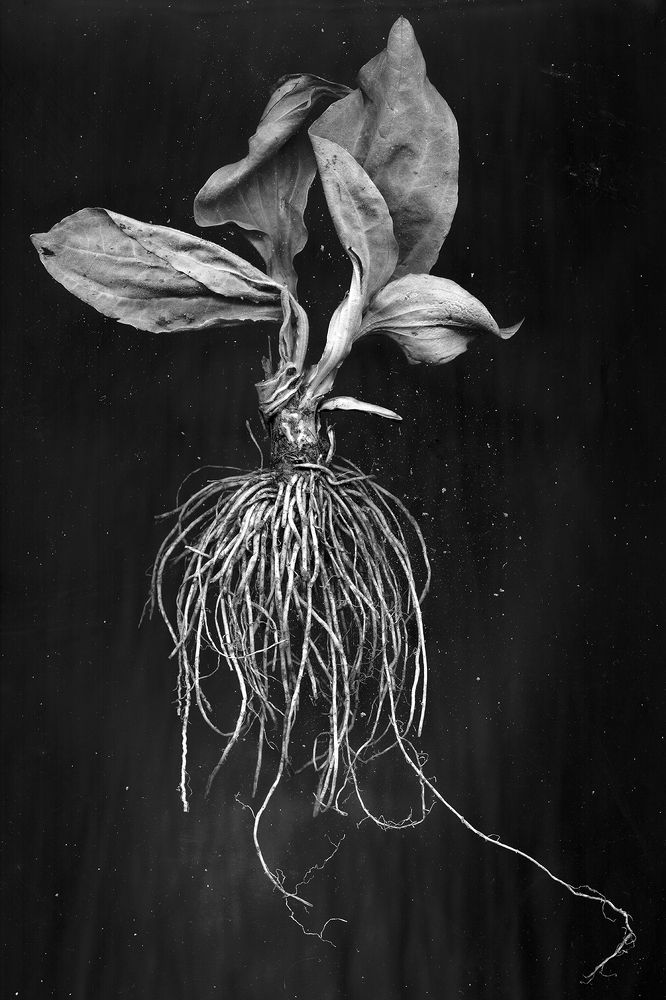 Подорожник