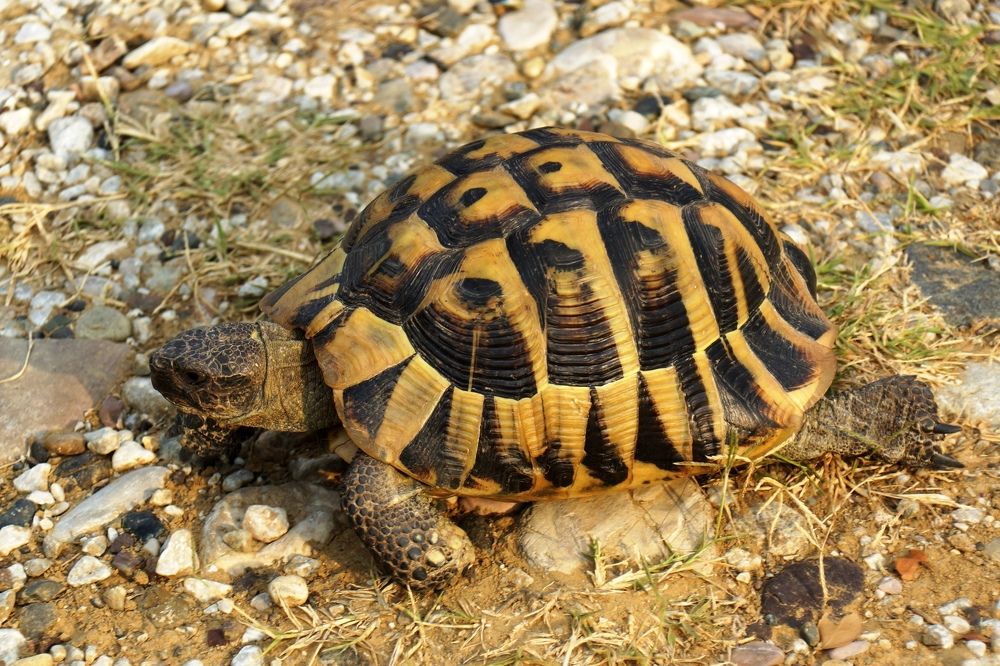 А ну ка, догони!