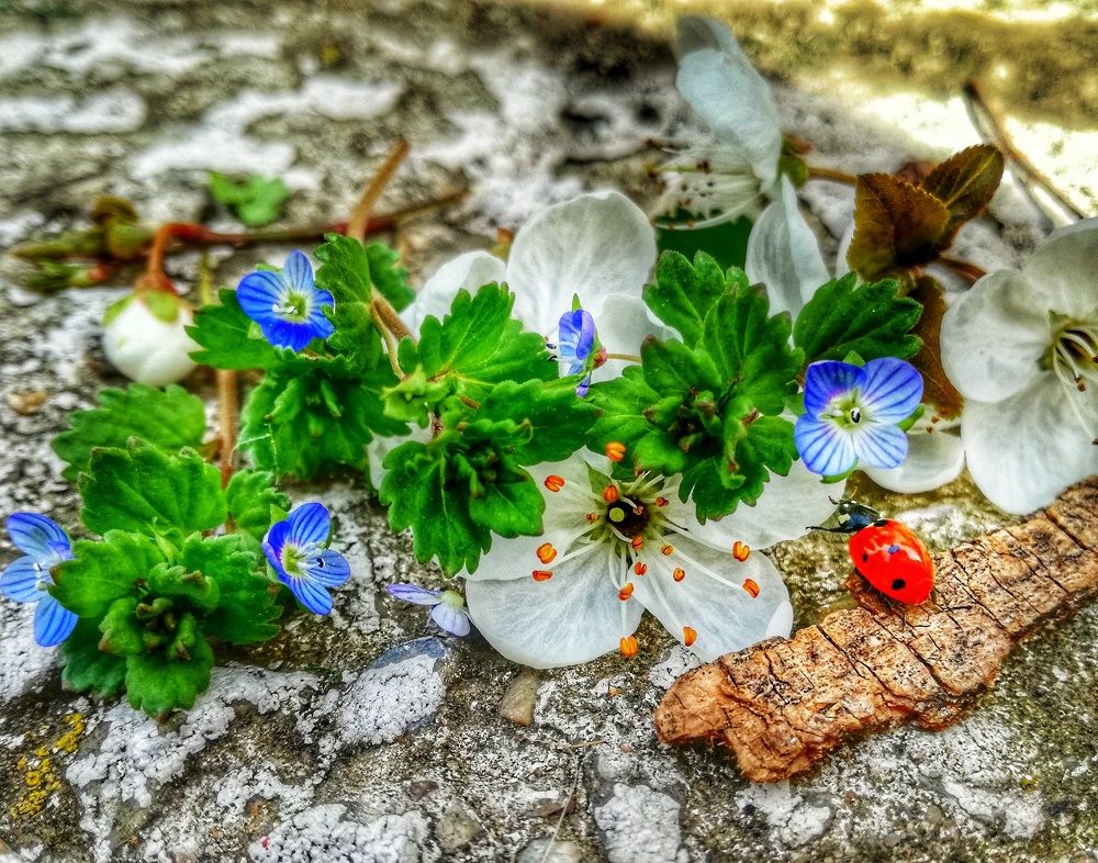 Photograph by Tako sordia