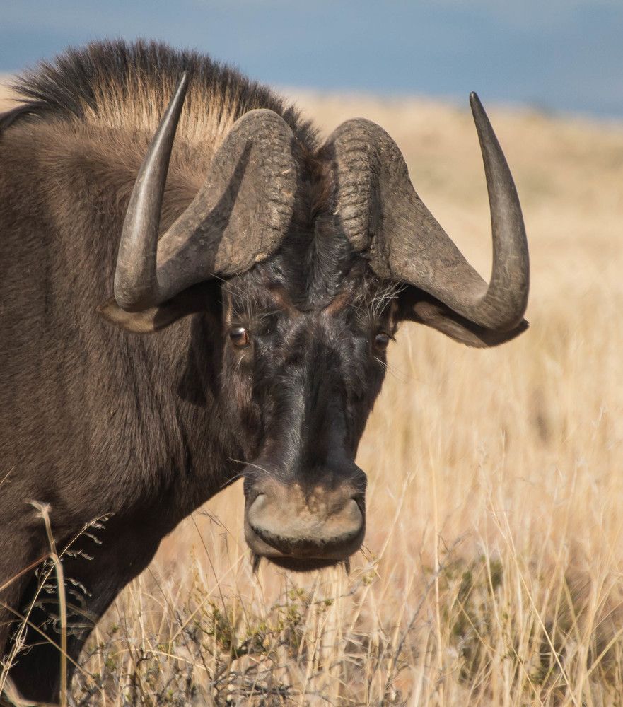Black Wildebeest