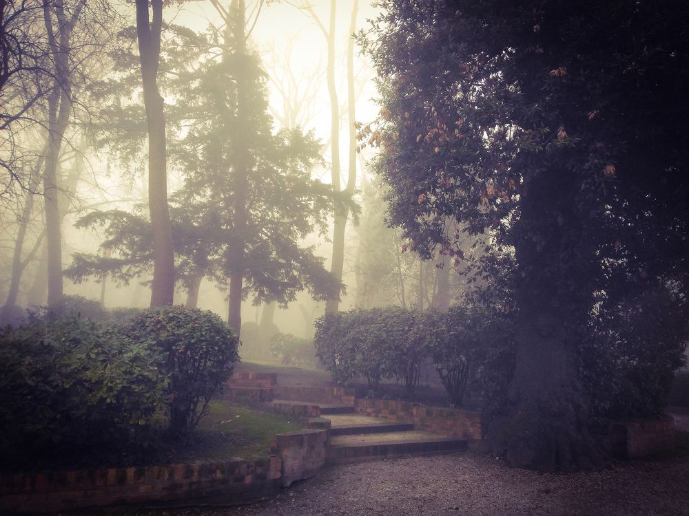 Туманный парк