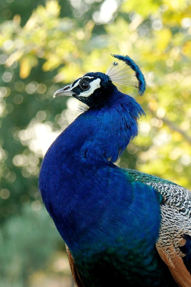 Я ль не красавец...