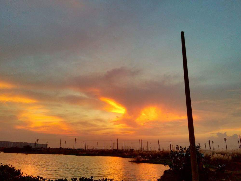 Bamboo with sunset