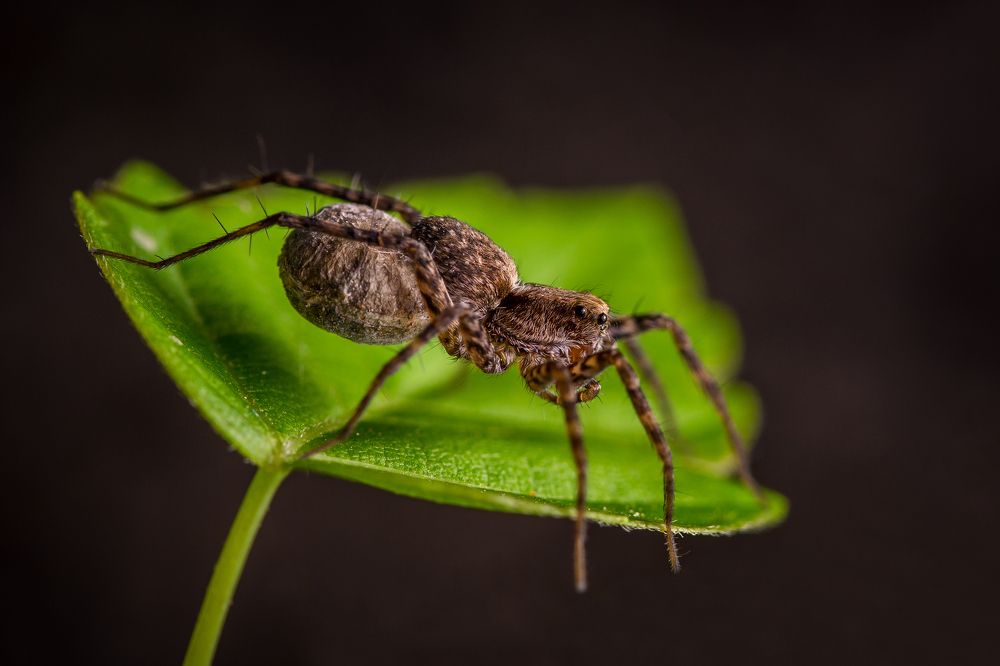 Самка паука-волка