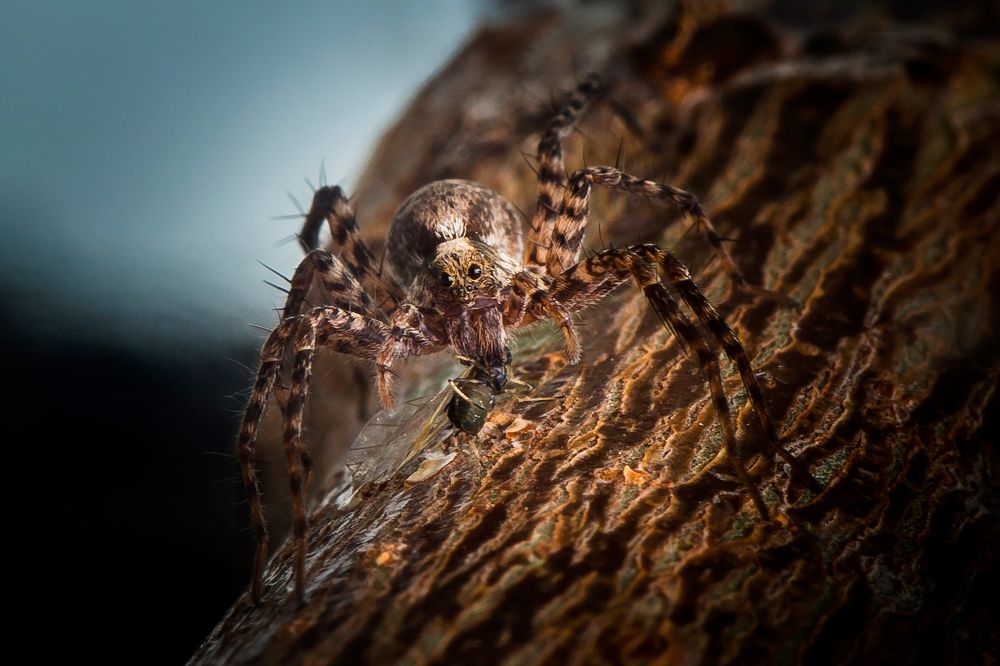 Паук-волк лакомится тлёй