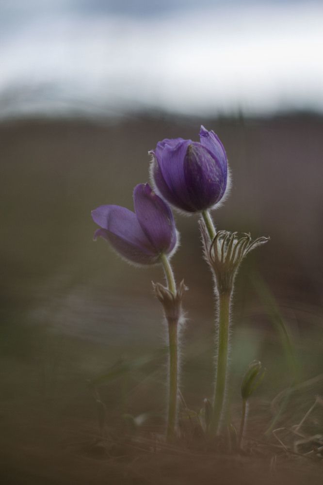 Влюбленная парочка