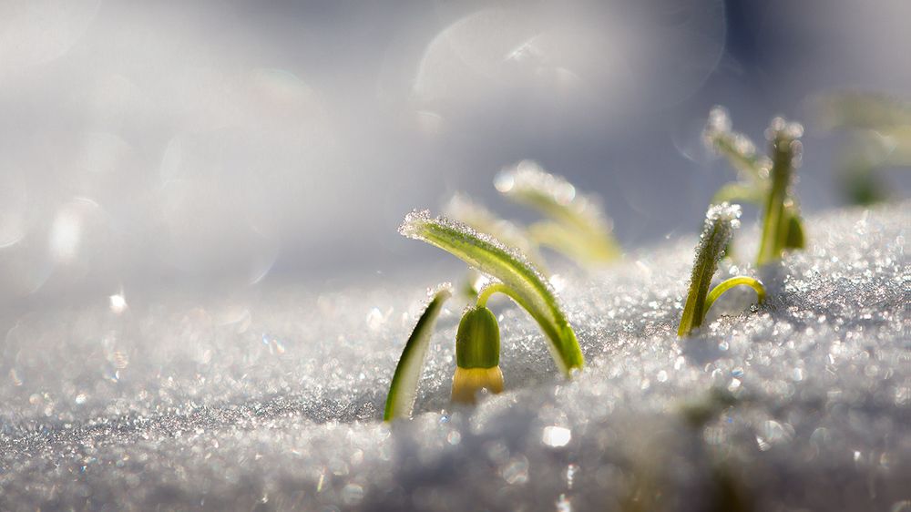 Под дугой колокольчик поет