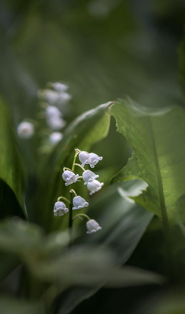 Белое движение