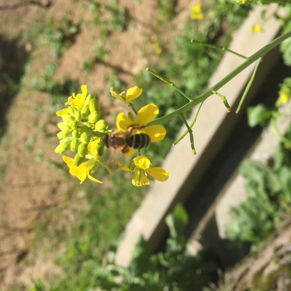 Busy bee