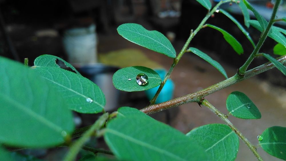 A drop of life...