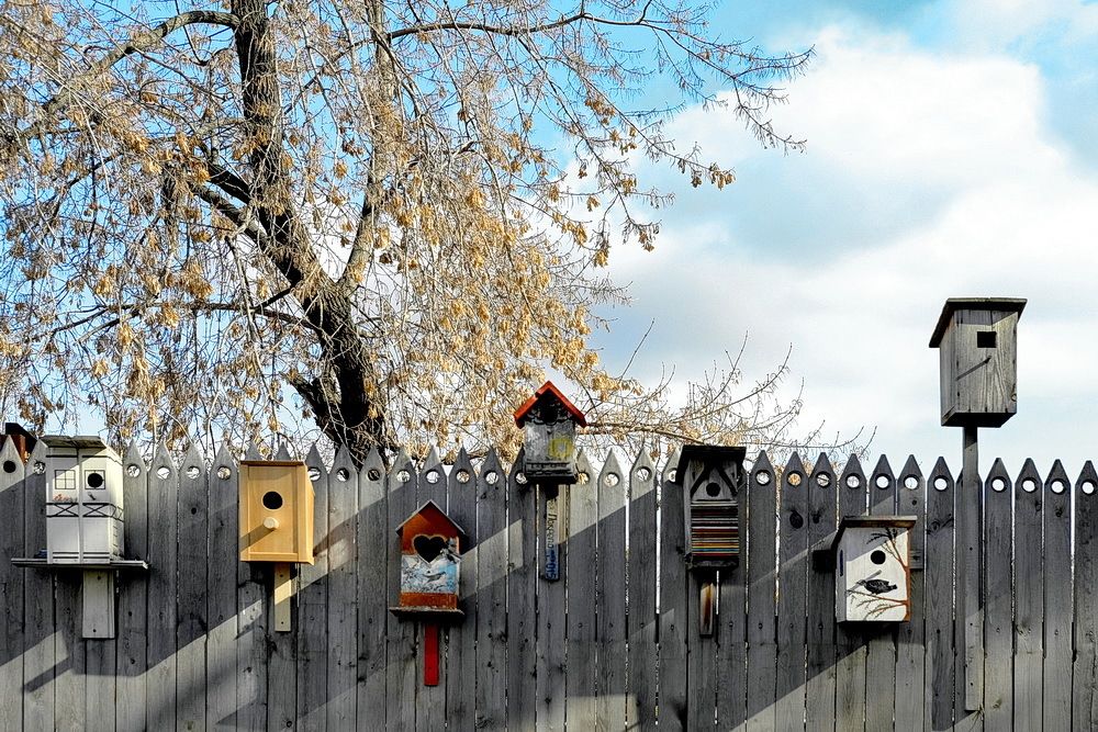 Зоопарк ожидает скворцов