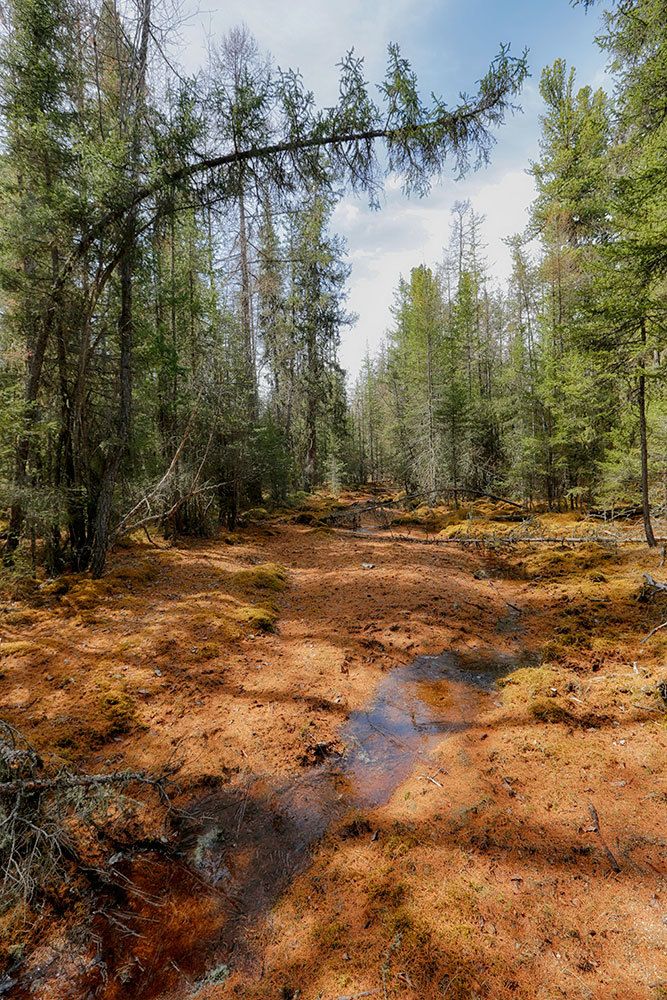 Леший где-то затаился