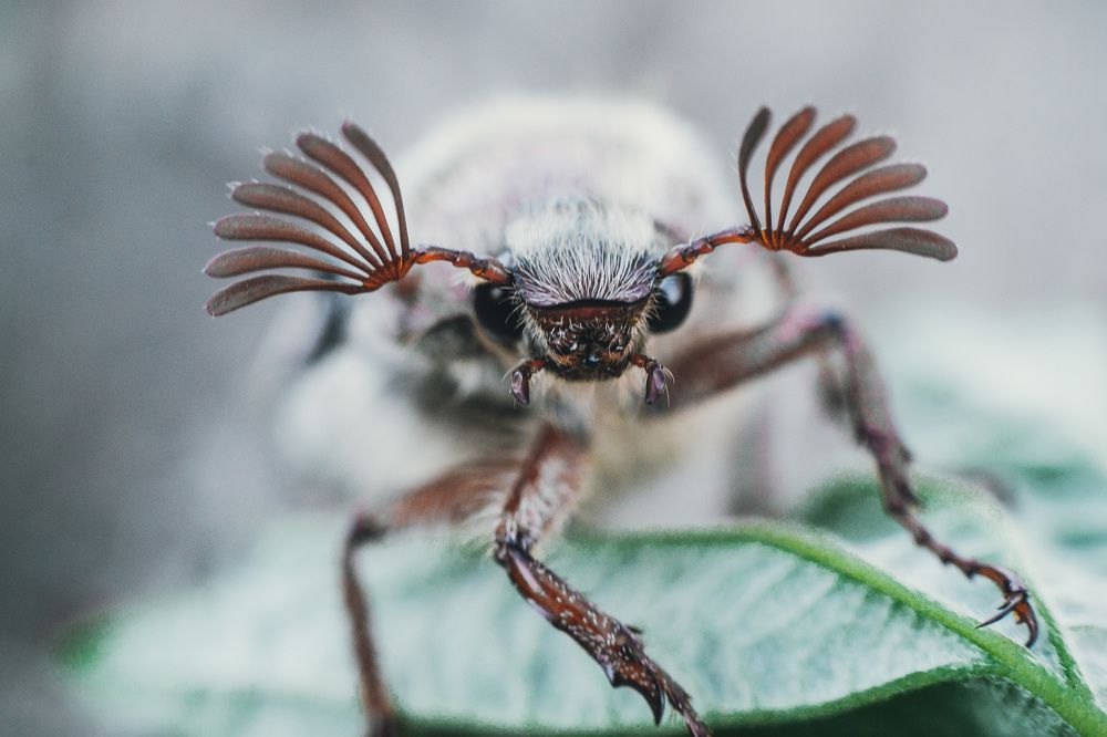 майский жук