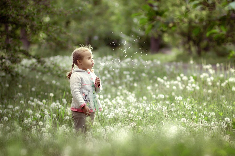 воздушные одуванчики