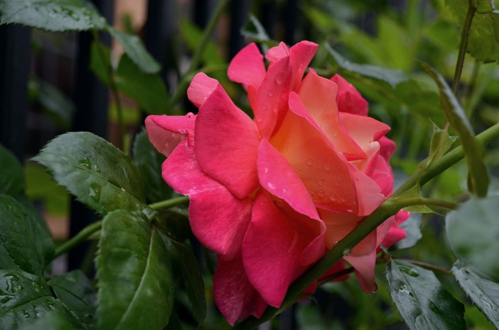 Нежность утра