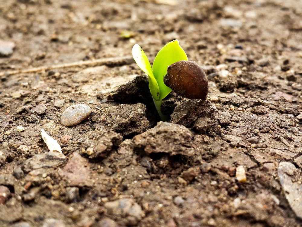Baby plant