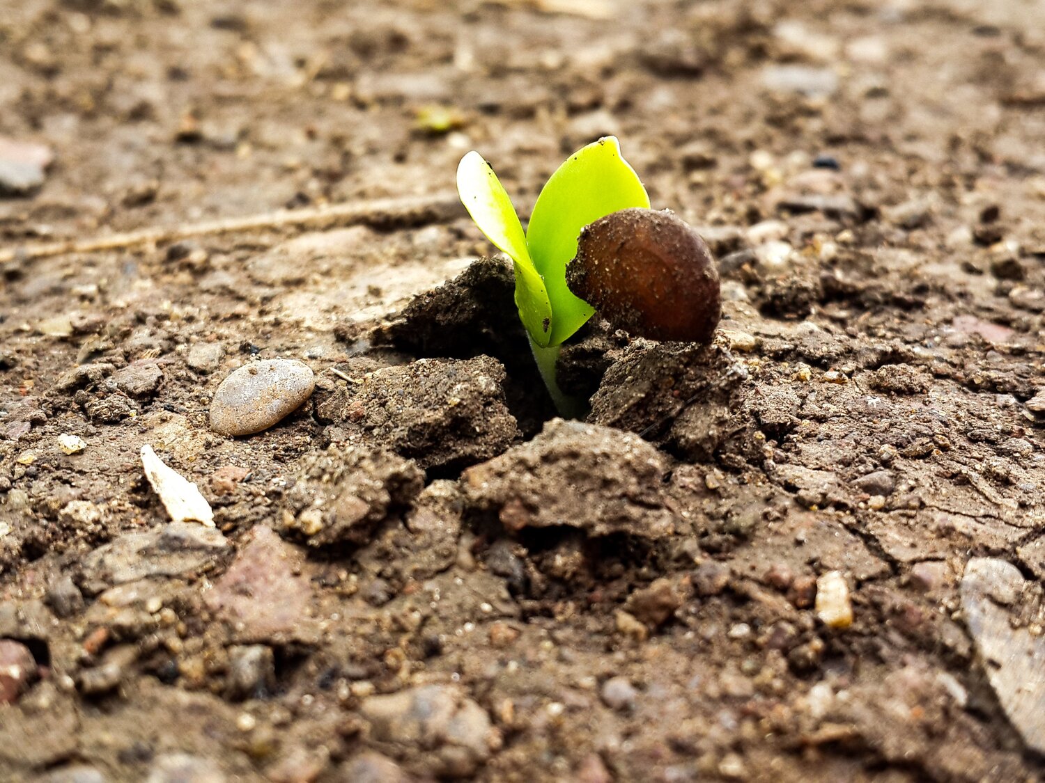 Baby plant