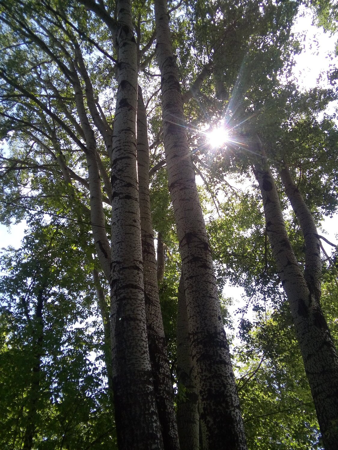 Парк