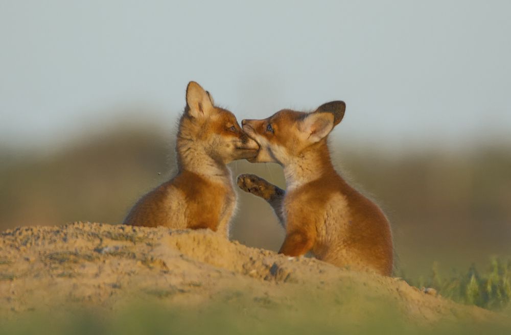 Жаркий поцелуй