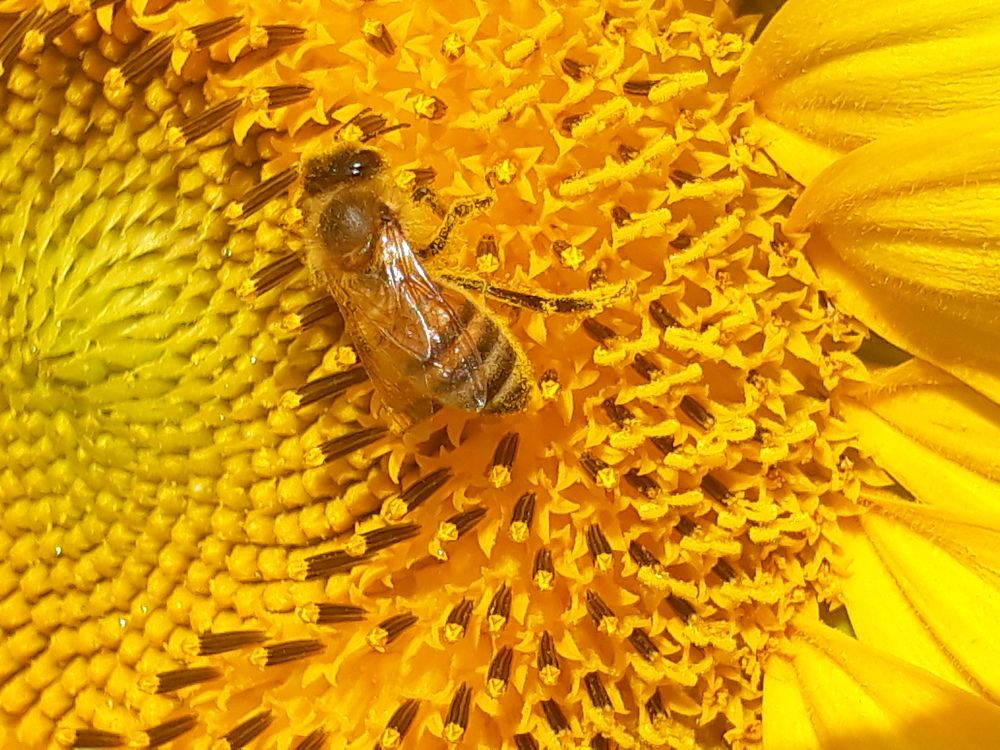 Macro work with mobile