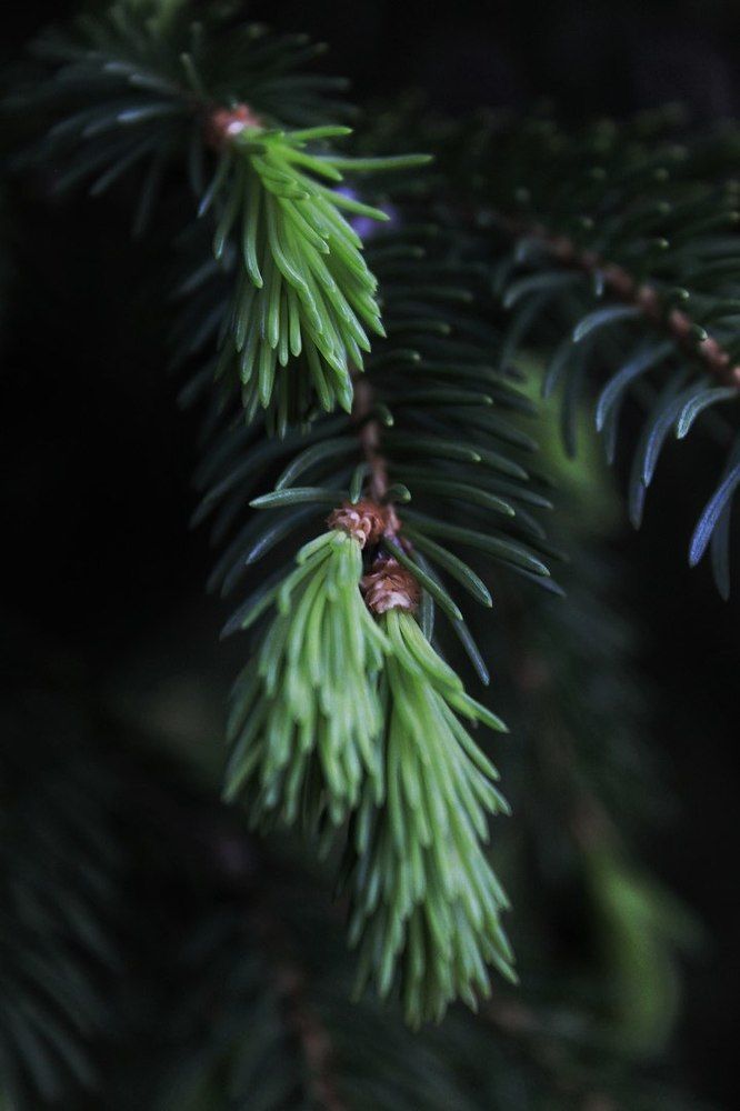 Новые иголочки