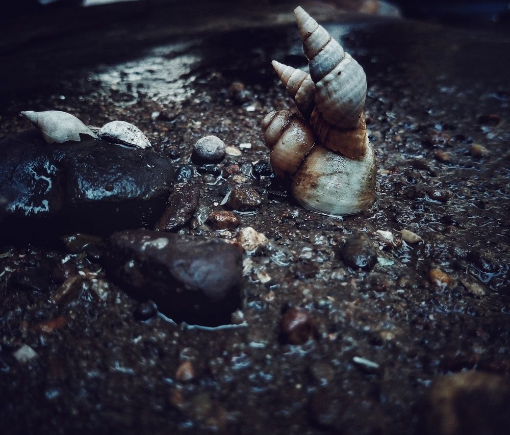 Seashore