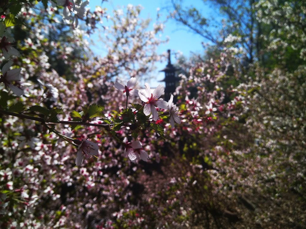 桜