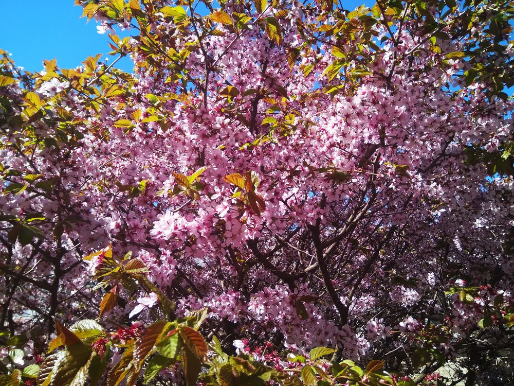 Сакура桜