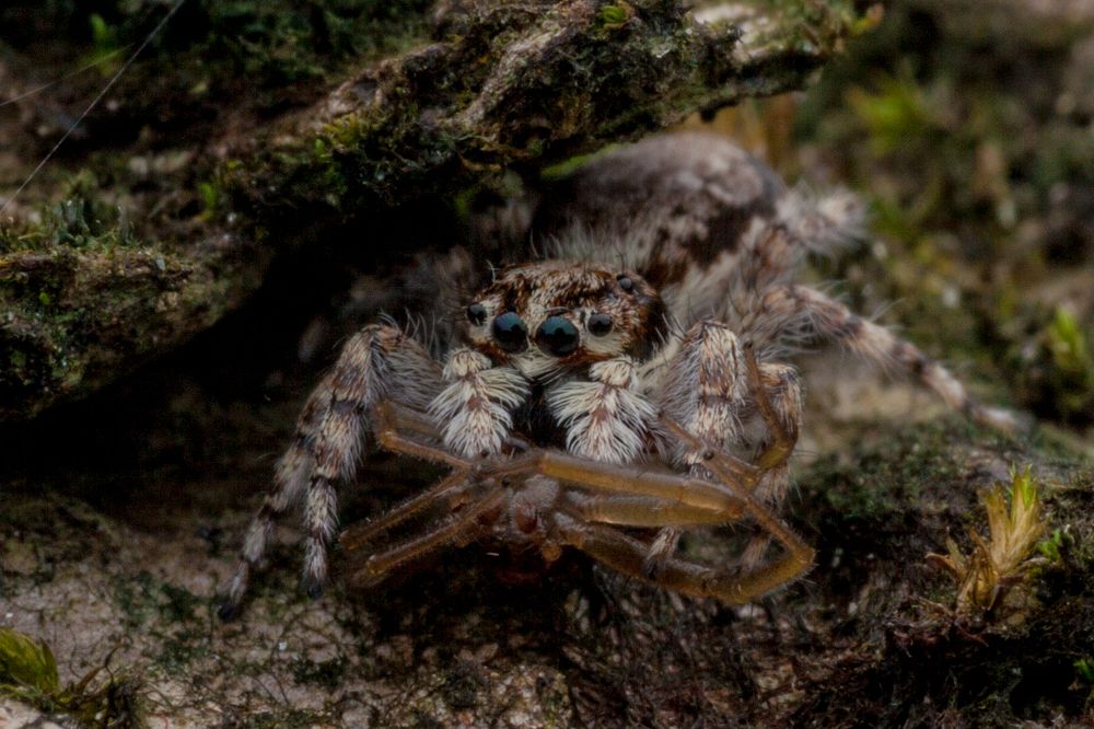 Survival of the fittest