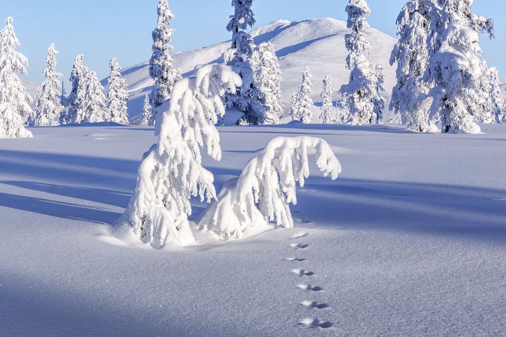 Зиме покорно поклонились...