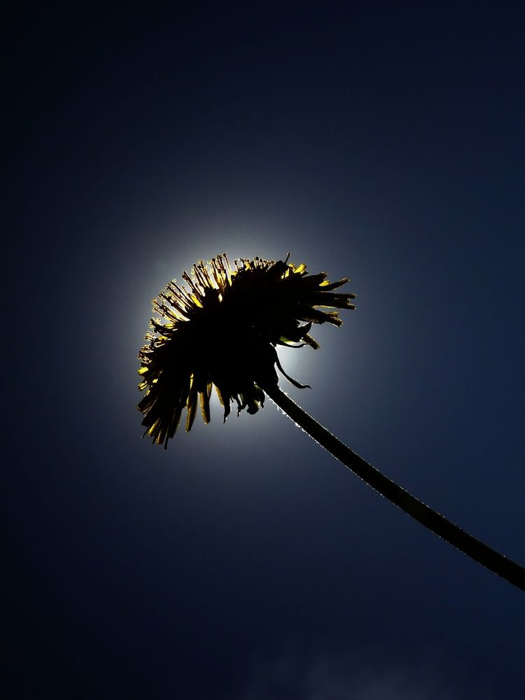 Photograph by Стефанова Татьяна