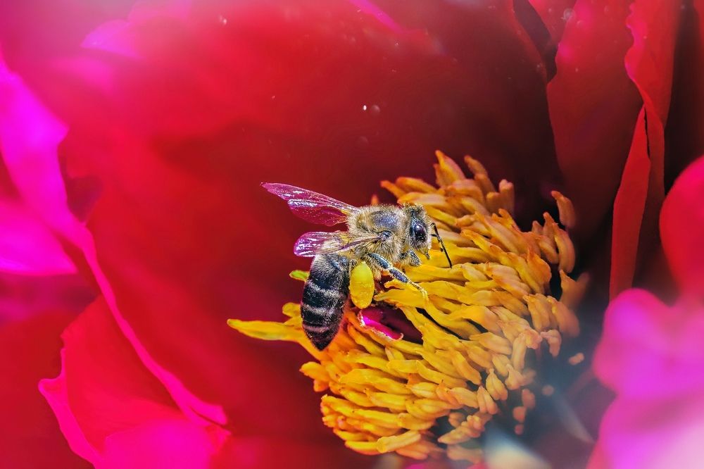 Райское блаженство.