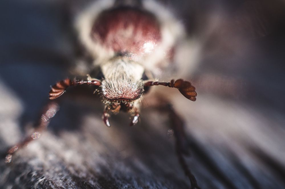 майский жук