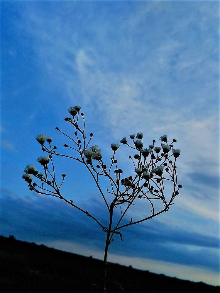 Spark