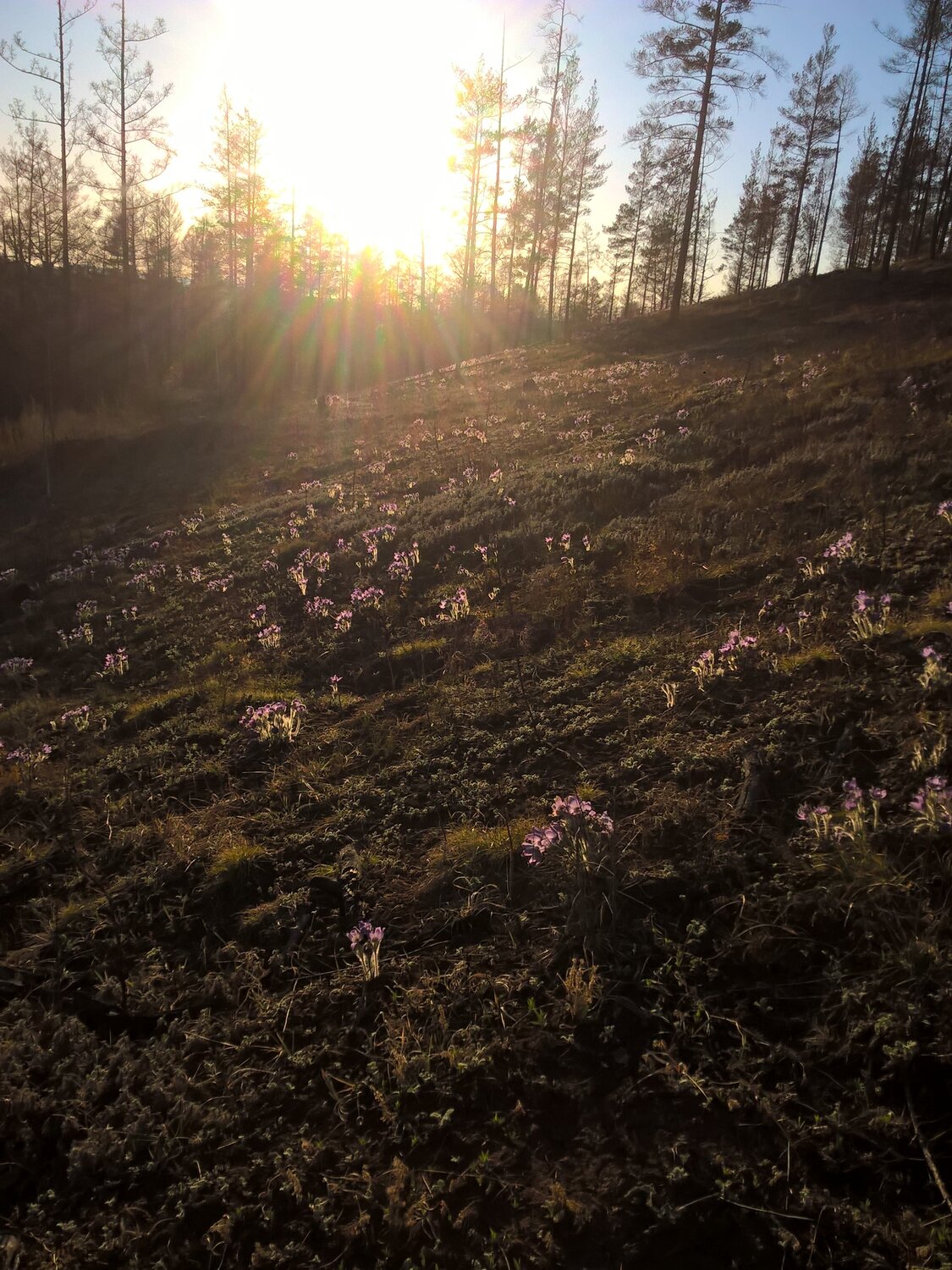 подснежники