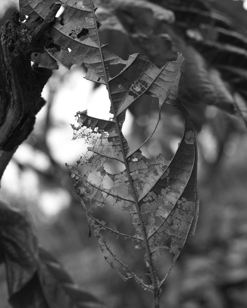 the damaged leaf
