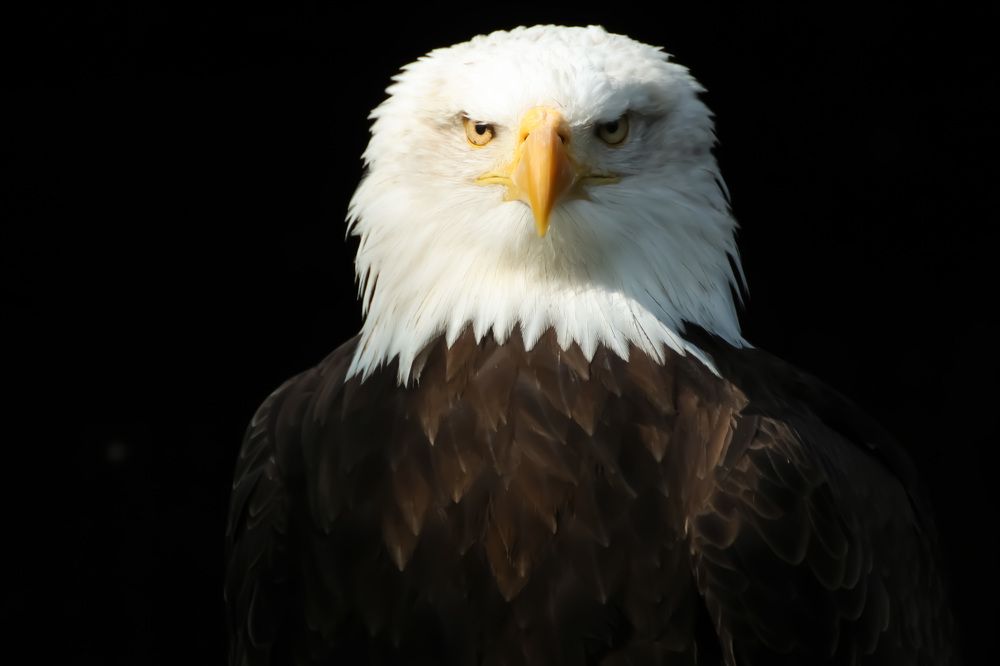 Портрет Белоголового Орлана