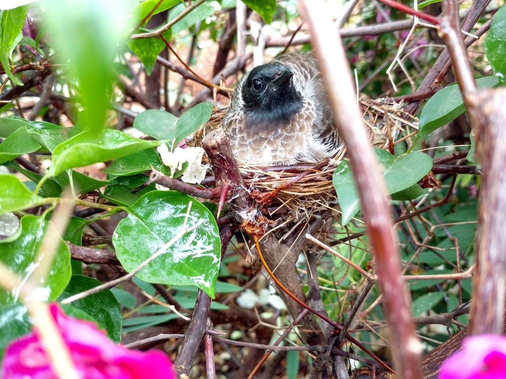 mother bird
